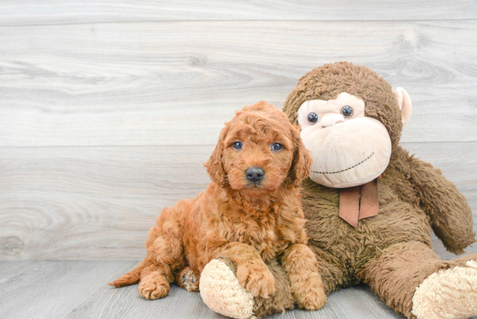 Sweet Mini Goldendoodle Baby