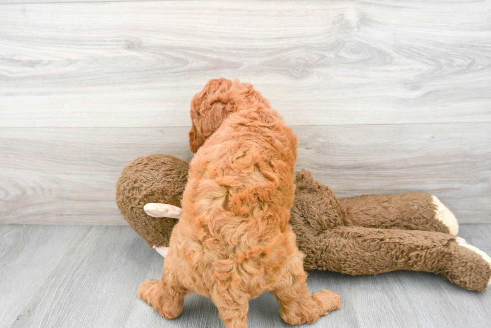 Mini Goldendoodle Pup Being Cute