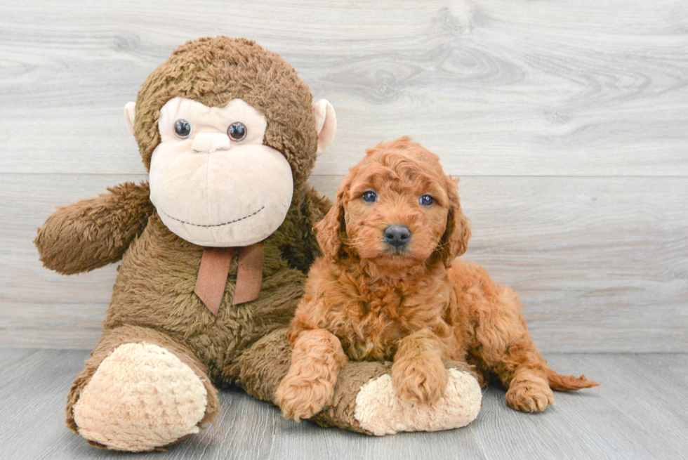 Little Golden Retriever Poodle Mix Puppy