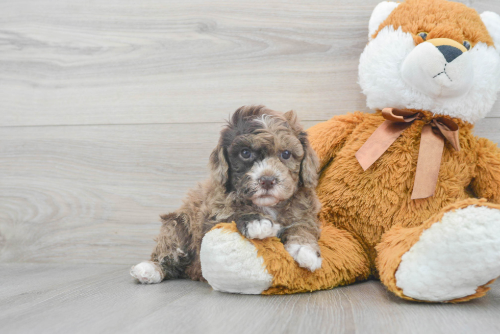 Mini Goldendoodle Puppy for Adoption