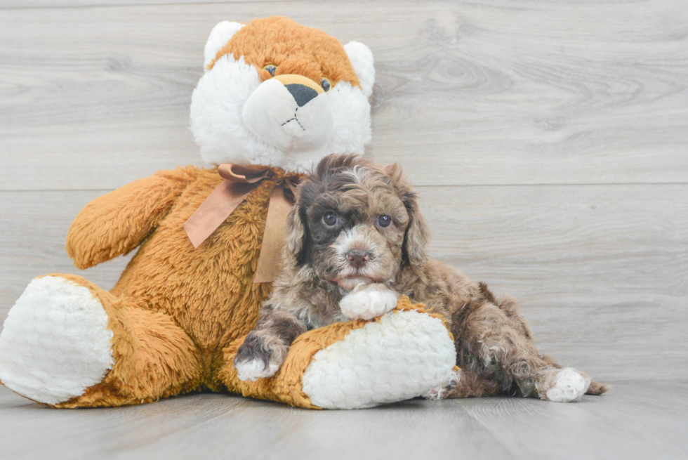 Mini Goldendoodle Puppy for Adoption