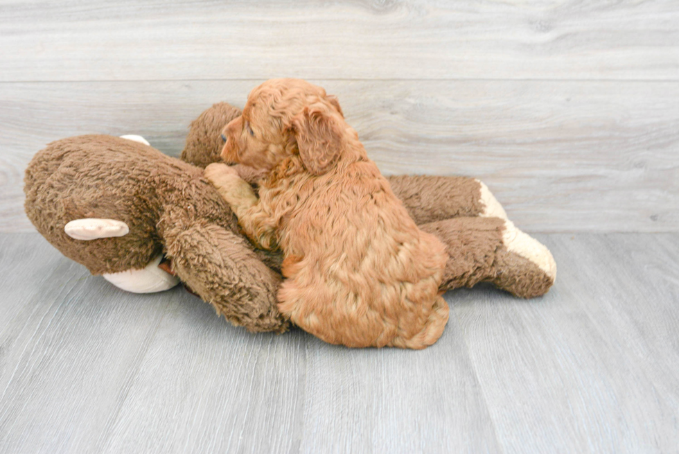 Mini Goldendoodle Pup Being Cute