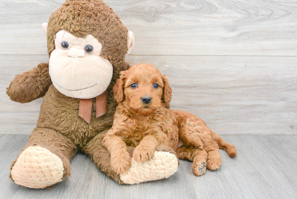 Mini Goldendoodle Puppy for Adoption