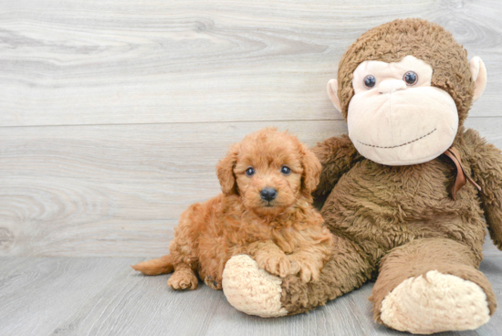 Best Mini Goldendoodle Baby