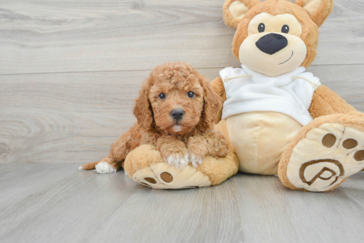 Mini Goldendoodle Puppy for Adoption