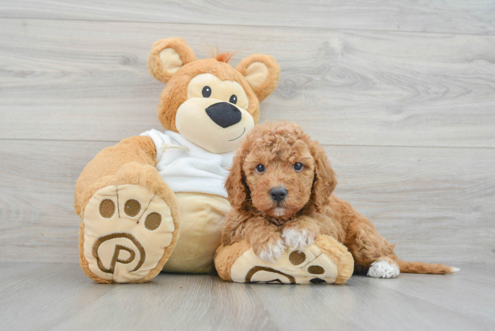 Best Mini Goldendoodle Baby