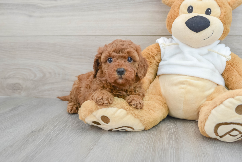 Mini Goldendoodle Puppy for Adoption