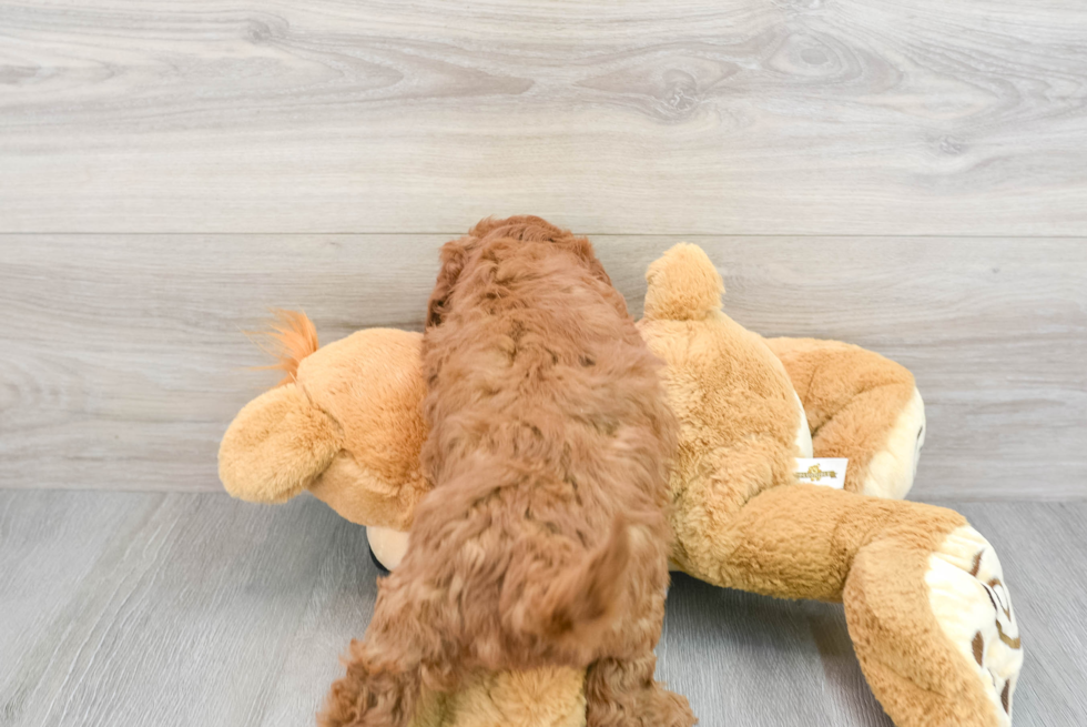 Mini Goldendoodle Puppy for Adoption