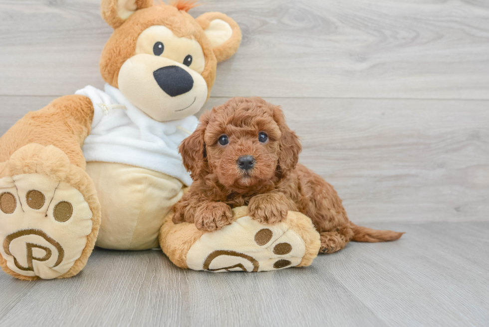 Adorable Golden Retriever Poodle Mix Puppy