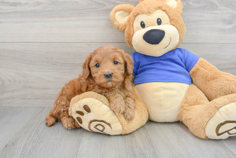 Best Mini Goldendoodle Baby