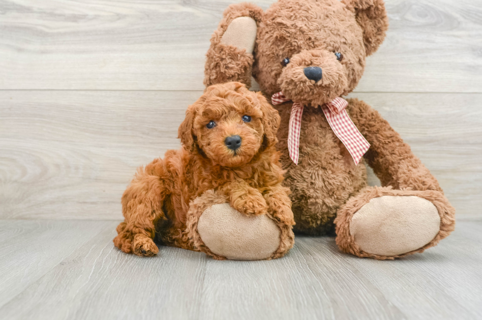 6 week old Mini Goldendoodle Puppy For Sale - Premier Pups