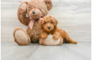 Best Mini Goldendoodle Baby