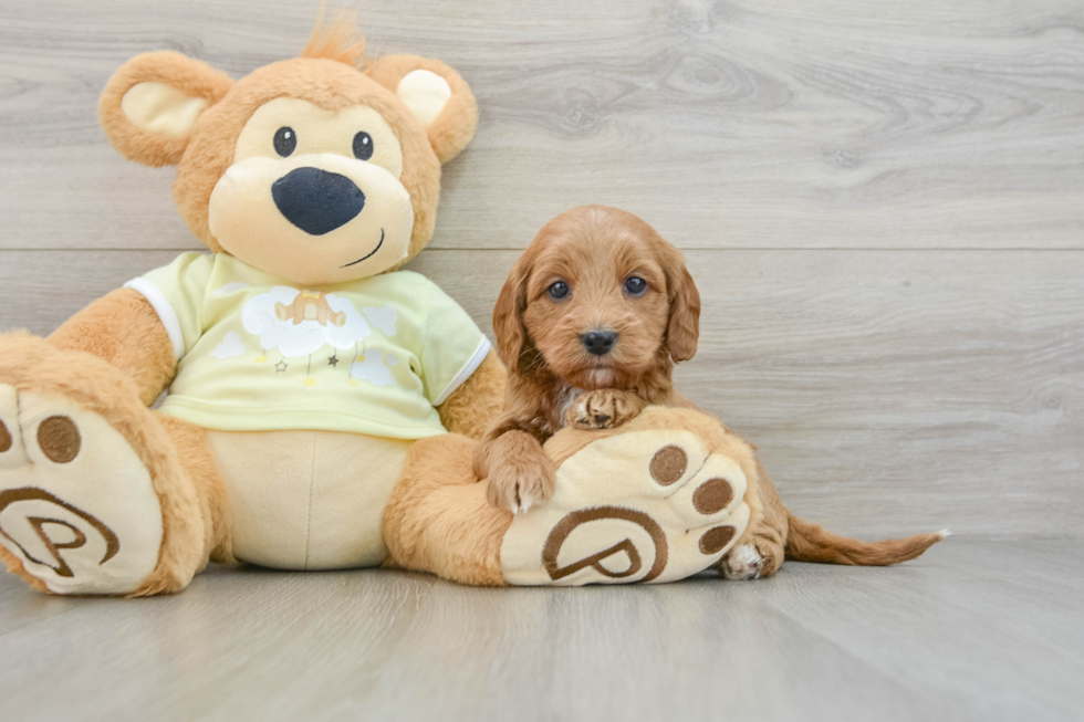 Funny Mini Goldendoodle Poodle Mix Pup