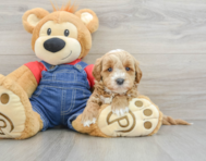 8 week old Mini Goldendoodle Puppy For Sale - Premier Pups