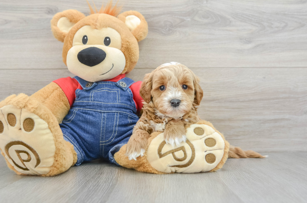 5 week old Mini Goldendoodle Puppy For Sale - Premier Pups