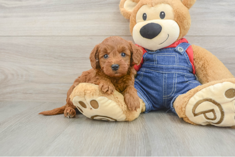 Smart Mini Goldendoodle Poodle Mix Pup
