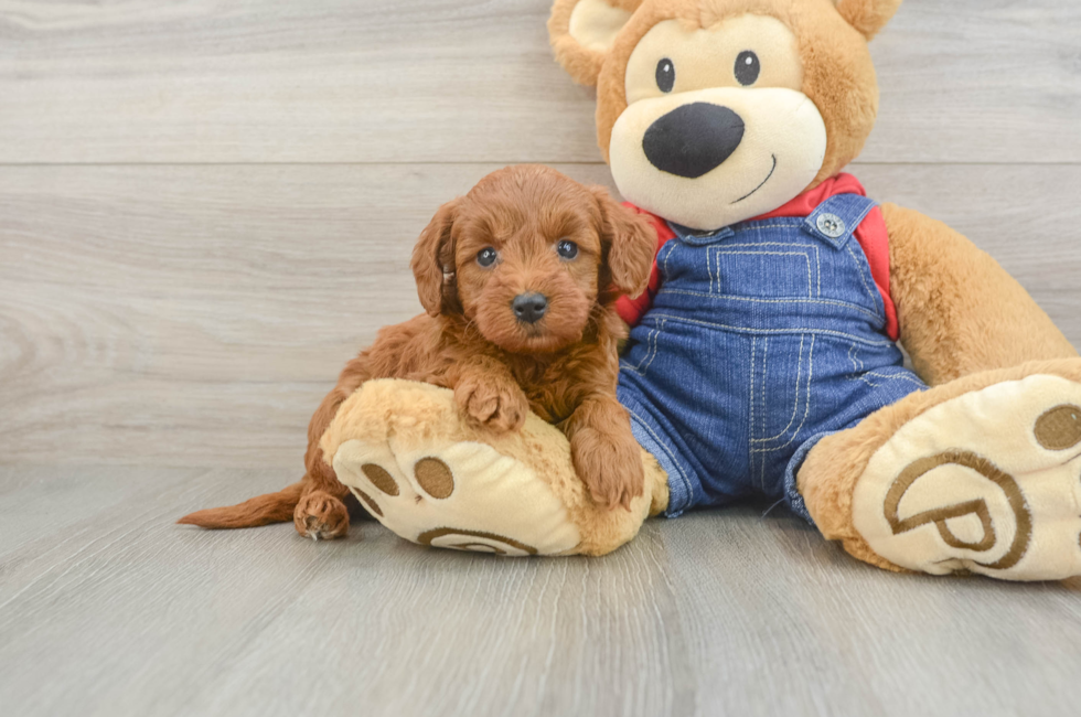 5 week old Mini Goldendoodle Puppy For Sale - Premier Pups