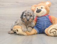 7 week old Mini Goldendoodle Puppy For Sale - Premier Pups