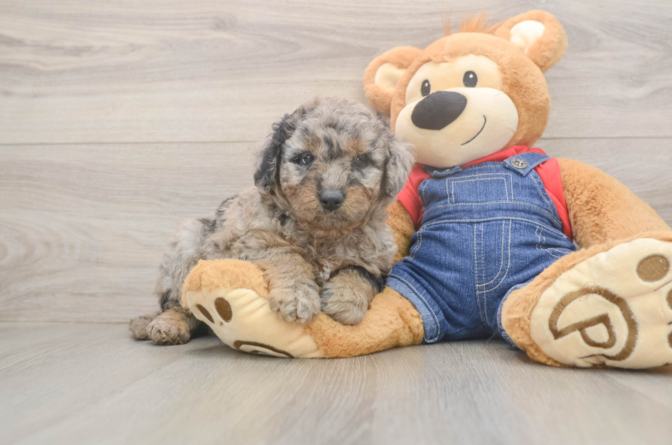 5 week old Mini Goldendoodle Puppy For Sale - Premier Pups