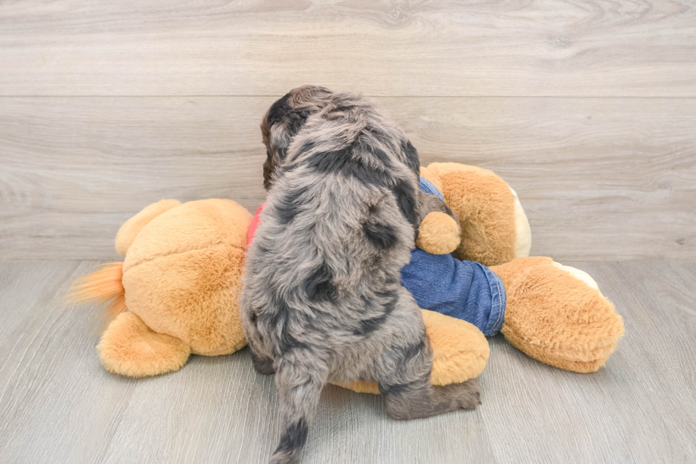Happy Mini Goldendoodle Baby