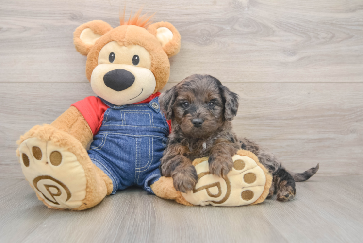 Funny Mini Goldendoodle Poodle Mix Pup