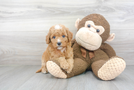 Friendly Mini Goldendoodle Baby