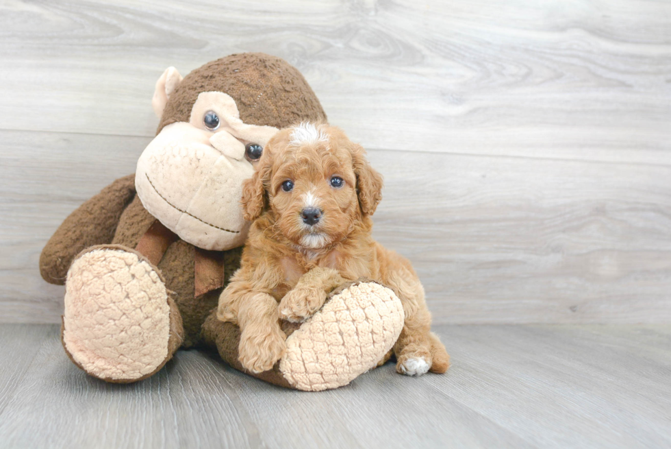 Mini Goldendoodle Pup Being Cute