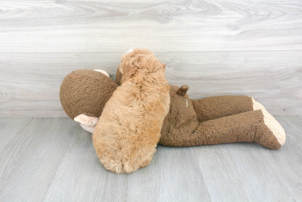 Fluffy Mini Goldendoodle Poodle Mix Pup