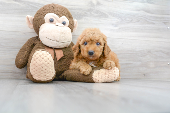 Fluffy Mini Goldendoodle Poodle Mix Pup