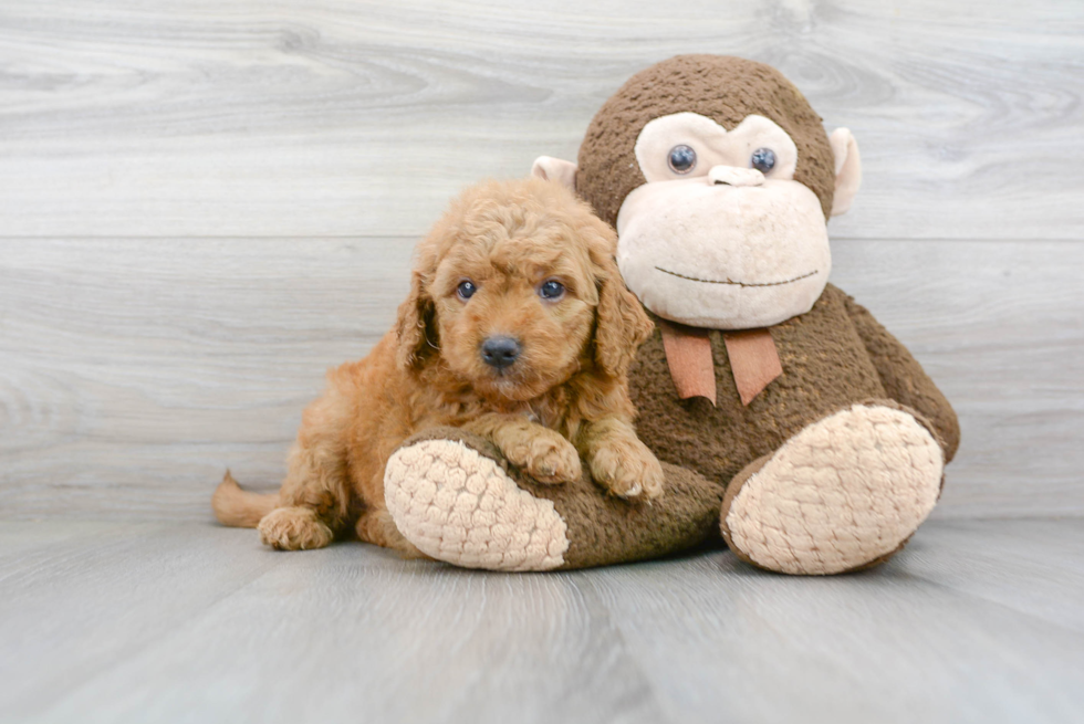 Mini Goldendoodle Puppy for Adoption