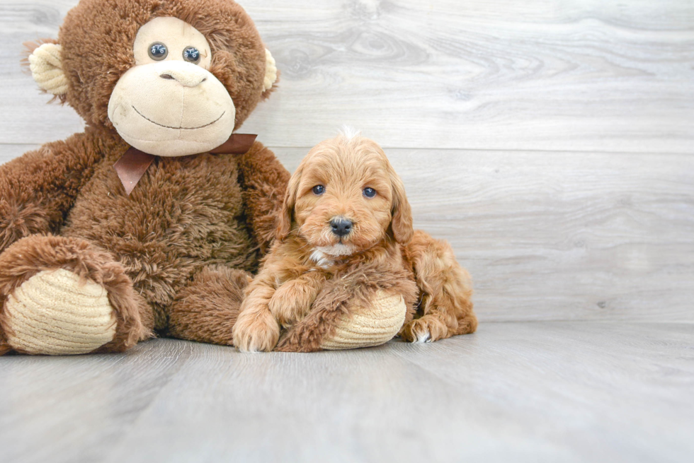 Playful Golden Retriever Poodle Mix Puppy