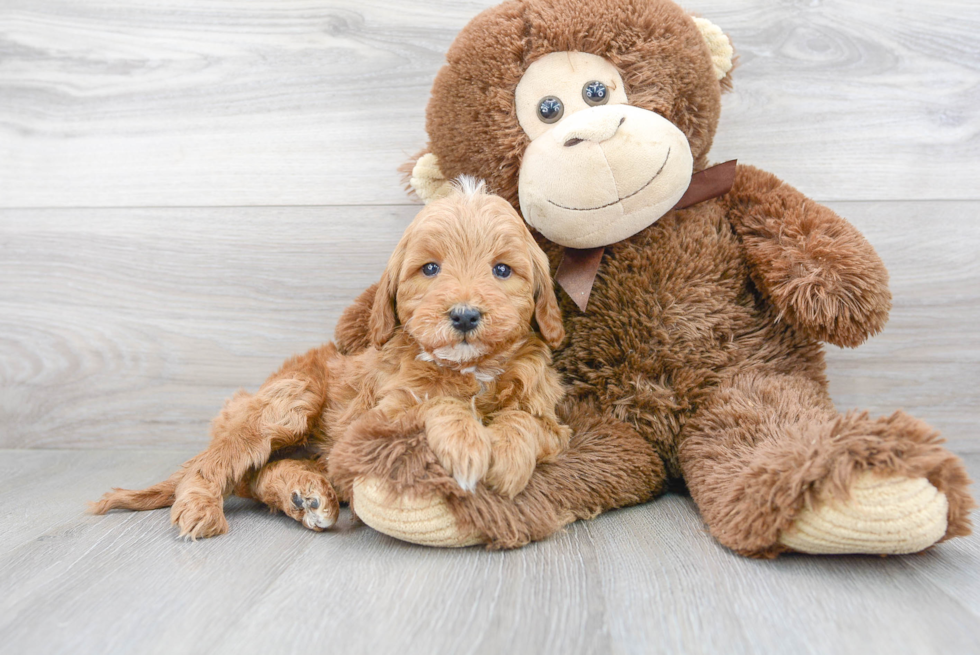 Mini Goldendoodle Pup Being Cute