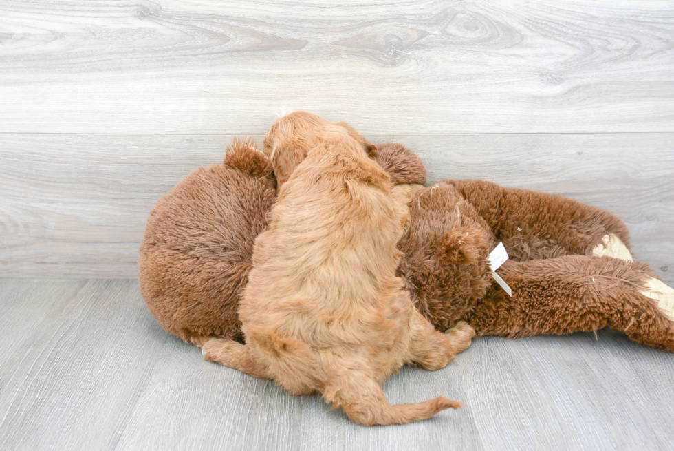 Mini Goldendoodle Pup Being Cute