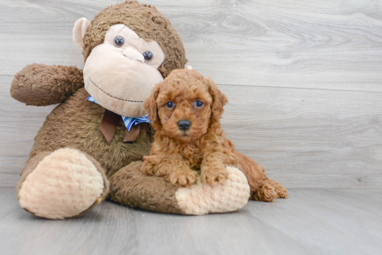 Fluffy Mini Goldendoodle Poodle Mix Pup