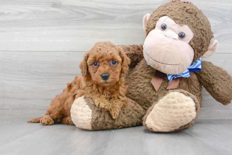 Mini Goldendoodle Pup Being Cute