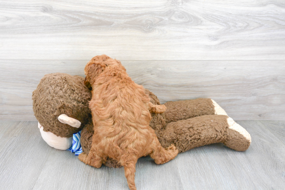 Popular Mini Goldendoodle Poodle Mix Pup