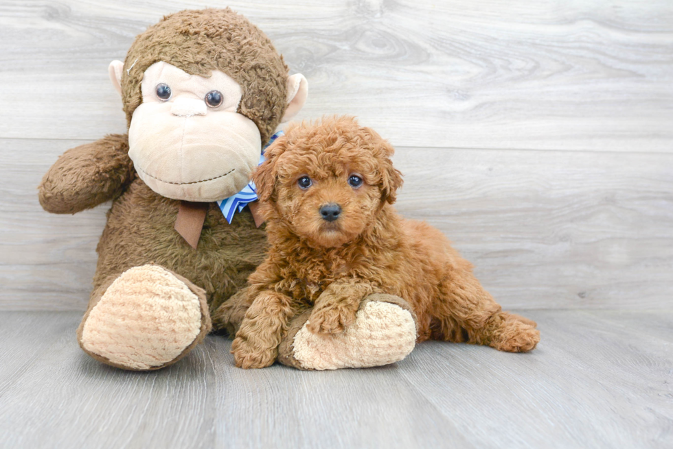 Mini Goldendoodle Puppy for Adoption