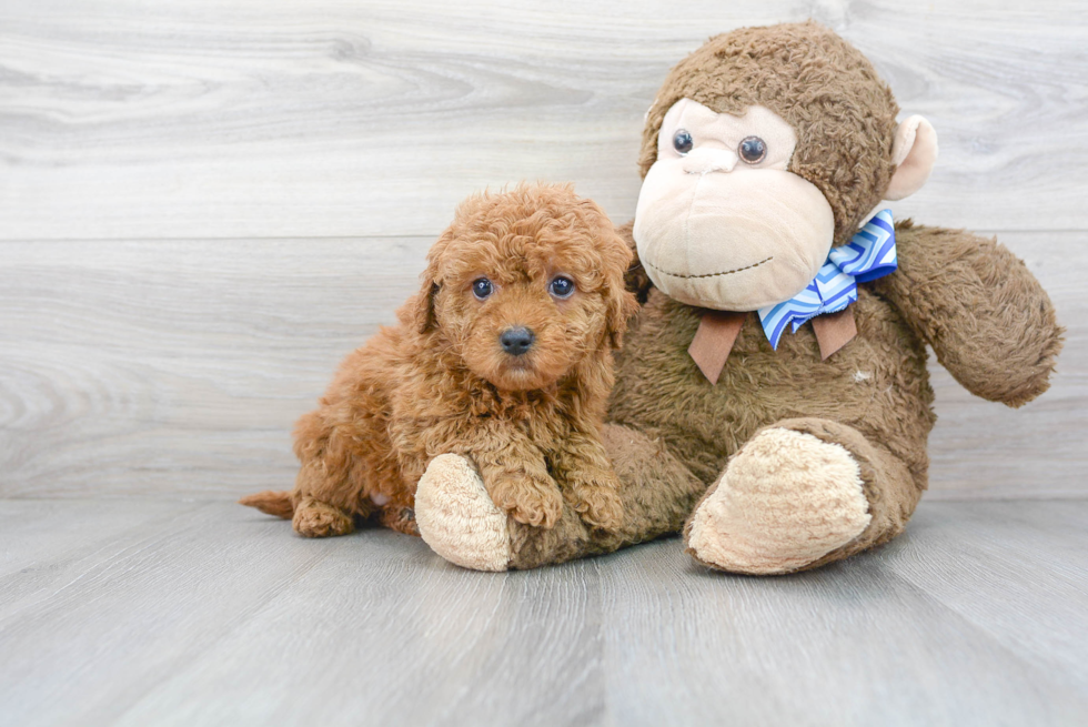 Playful Golden Retriever Poodle Mix Puppy