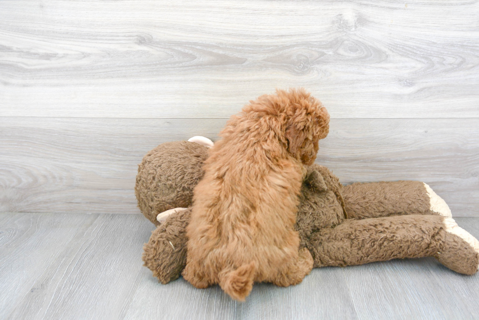 Mini Goldendoodle Pup Being Cute