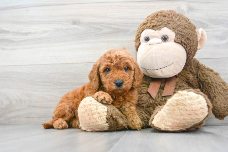 Adorable Golden Retriever Poodle Mix Puppy