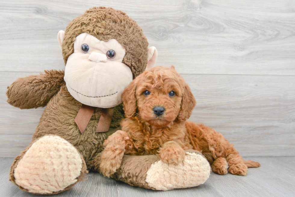 Adorable Golden Retriever Poodle Mix Puppy