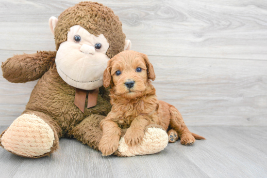 Best Mini Goldendoodle Baby