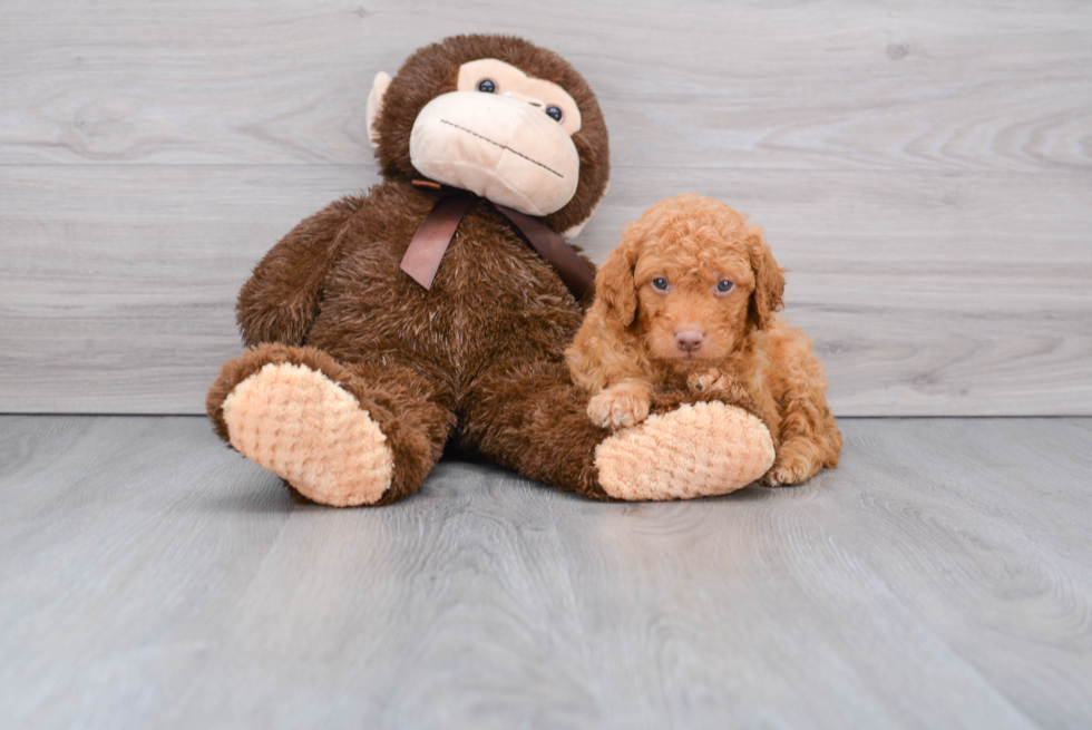 Playful Golden Retriever Poodle Mix Puppy