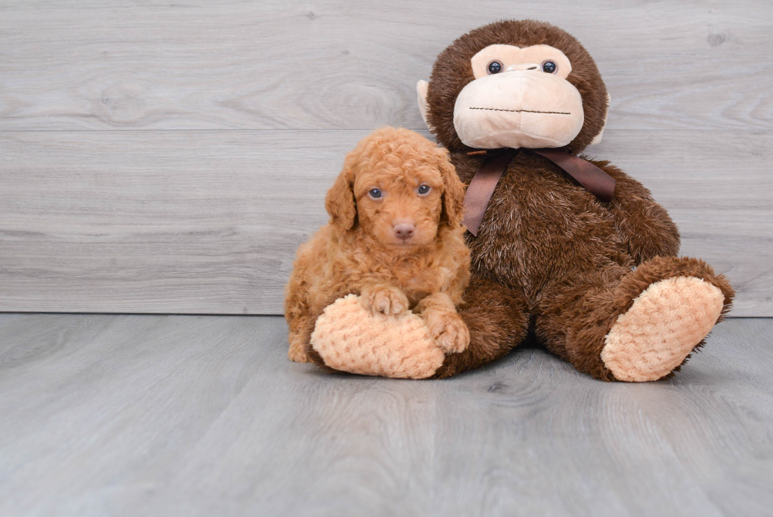 Small Mini Goldendoodle Baby