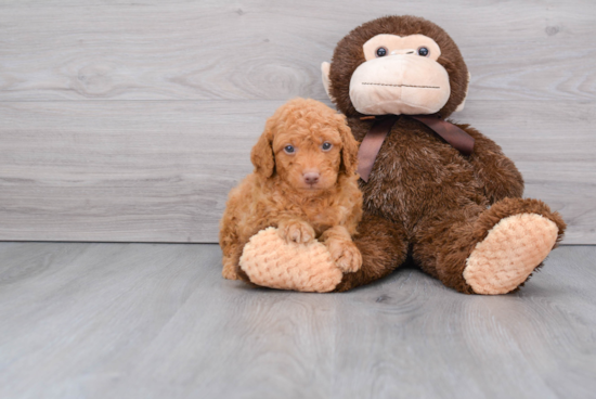 Small Mini Goldendoodle Baby