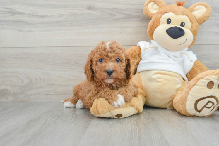 Mini Goldendoodle Pup Being Cute