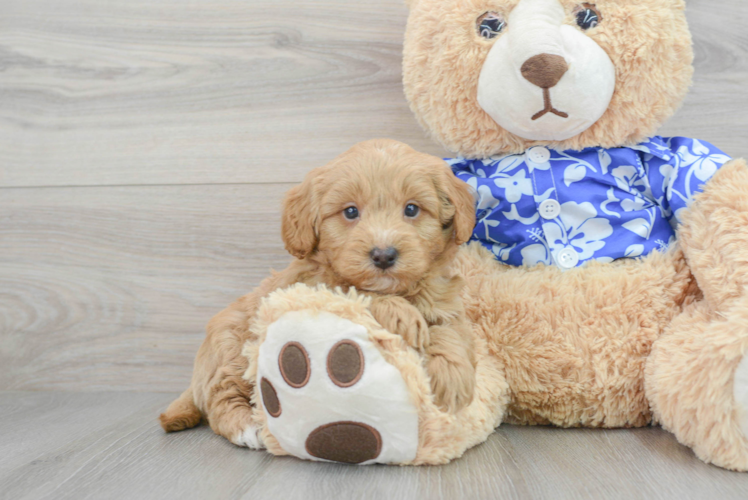 Mini Goldendoodle Puppy for Adoption
