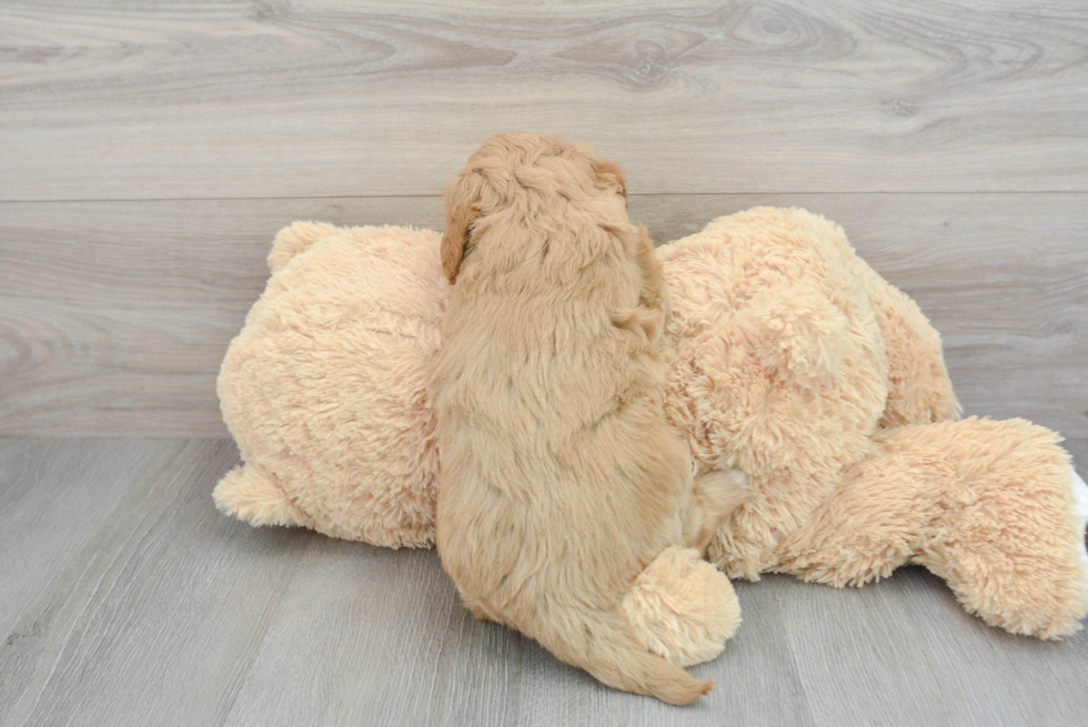 Best Mini Goldendoodle Baby