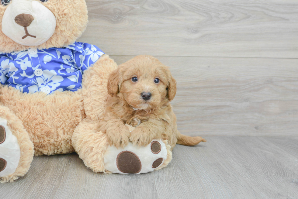 Best Mini Goldendoodle Baby