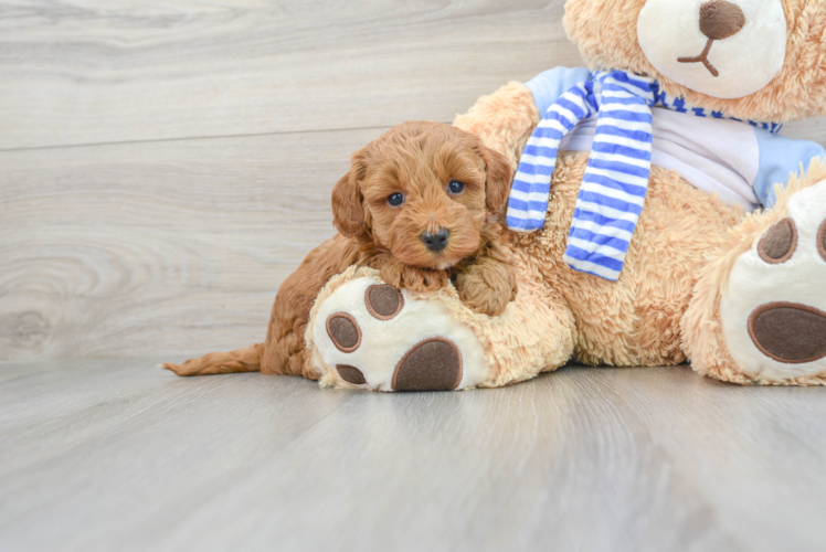 Mini Goldendoodle Pup Being Cute